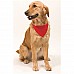 Collare con bandana