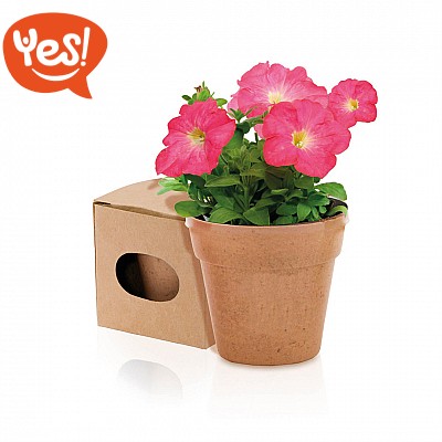 Vasetto con semi di petunia