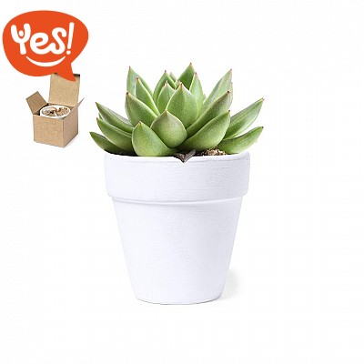 Vaso con semi di cactus