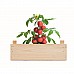 Kit per coltivare pomodori