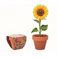 Vaso con fiore di girasole da piantare