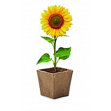 Vaso con semi di girasole