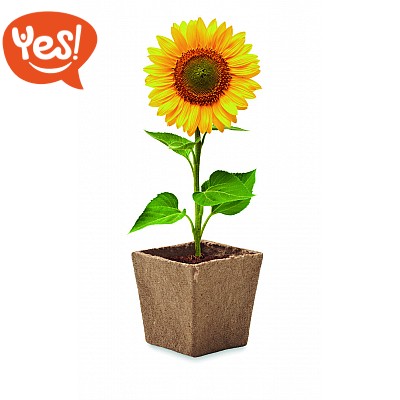 Vaso con semi di girasole