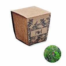 Vaso con semi di menta
