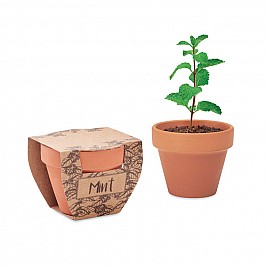 Vaso con semi di menta