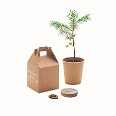 Vaso con semi di pino in confezione regalo