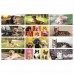 Calendario da tavolo Cani e Gatti Calendario da tavolo Cani e Gatti